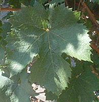 Grappe