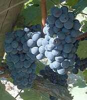 Grappe